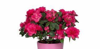 5 plante adevărate filtre ce purifică aerul din interiorul casei tale!