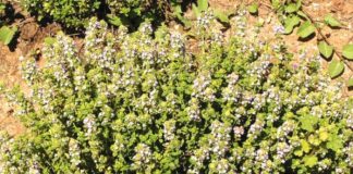 CIMBRUL luptă cu INFECŢIILE BACTERIENE mai bine decât medicamentele!