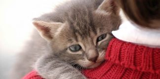 Un studiu științific a constatat că pisicile ne consideră părinții lor!