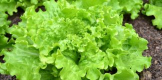 Beneficiile neştiute pe care le aduce organismului SALATA VERDE!