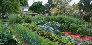 Știai că mărarul trebuie plantat lângă morcov și varză? Uite cum să asociezi corect plantele în grădină pentru a te bucura de o recoltă generoasă!