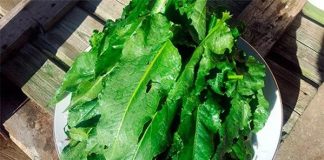 ȘTEVIA, planta care trebuie consumată în fiecare primăvară