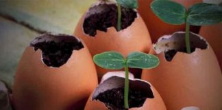 Nu mai aruncați cojile de ouă! Iată cum le puteți transforma în îngrășământ pentru plante.