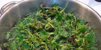 Decoctul de Urzici pentru Diabet – o reţetă specială, cu efecte puternice!