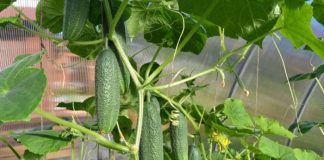 Cum să fertilizați castraveții pentru a evita frunzele galbene și pentru a avea recoltă bogată