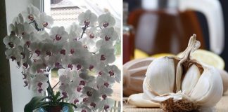 Ai o floare de apartament și vezi că se usucă? Usturoiul îți sare în ajutor!