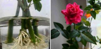 Trei metode simple de înrădăcinare a trandafirilor din buchetul primit cadou!