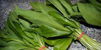 Leacul Primăverii. Curăță Plămânii, Reduce Colesterolul, Scade Tensiunea Arterială și Previne Atacul Vascular.