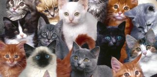 Pisicile te feresc de rele! Uite cât de mult contează culoarea pisicii. Pisica neagră nu aduce ghinion!