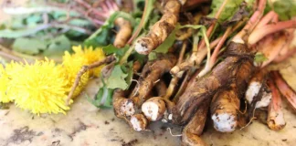 Rădăcina de Păpădie Tratează Bolile de Ficat şi Cardiovasculare