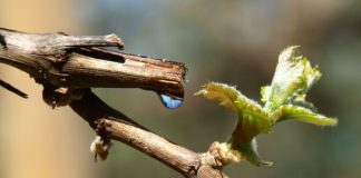 Lacrimile Viţei-de-Vie: remediu pentru întărirea sistemului imunitar, afecţiuni oculare, pietre la rinichi, fiere leneşă, acnee, răni şi dermatite