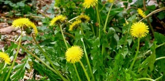 Urmaţi o cură cu Tije de Păpădie – vă purifică şi vă vindecă tot organismul!