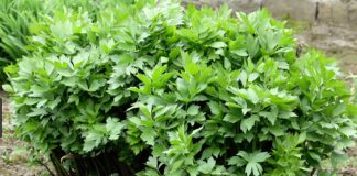 Cum se cultivă leușteanul? Iată 6 sfaturi importante de la grădinari pentru o tufă bogată!