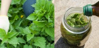 Adun urzici primăvara și torn oțet – am uitat ce sunt căderea părului, durerile de stomac și kilogramele în plus!