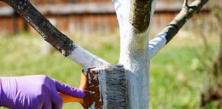 Văruirea pomilor fructiferi. Cum să prepari soluția și când trebuie să o aplici!