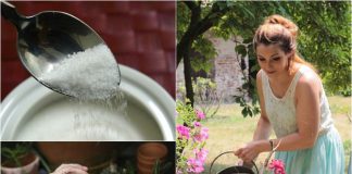 Află cum te poate ajuta zahărul în grădină – Vei fi surprinsă!