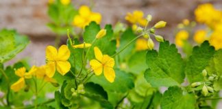 Rostopasca, planta miraculoasă care tratează peste 150 de afecțiuni!