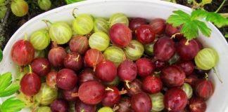 Agrișa – fructul plin de antioxidanți, care are de 20 de ori mai multă vitamina C decât lămâia, se găsește și în România!