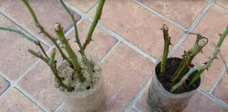 Cum poți obține mai mulți butași de trandafiri în doar 5 zile!