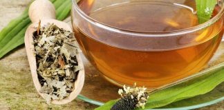 Ceaiul de pătlagină – remediu pentru afecțiuni respiratorii sau boli de plămâni, eficient în tratarea gastritei acute și a colitei cronice!