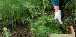 Iată cum poți obține o recoltă bogată de mărar prin urmarea unei metode speciale de cultivare.