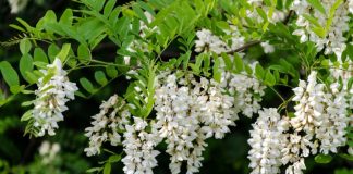 Florile de salcâm și beneficiile lor pentru sănătate: combat bolile sistemului nervos și digestiv, afecţiunile genitale, migrenele și insomnia