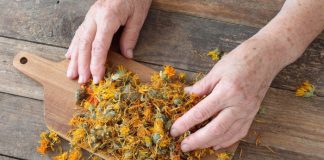 Iată câte boli vindecă gălbenelele! Află cum le poți prepara și administra.