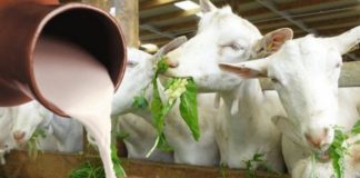 Laptele de capră, leacul care previne cancerul și tratează o mulțime de boli!