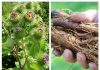Rădăcina de Brusture – leacul natural pentru 10 probleme de sănătate!