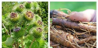 Rădăcina de Brusture – leacul natural pentru 10 probleme de sănătate!