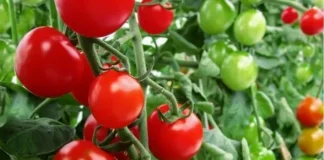 5 rețete simple pentru alimentația răsadurilor de roșii, care vă vor ajuta la salvarea vieții plantelor și la obținerea unei recolte bune