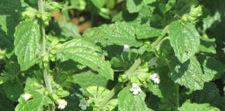 O singură plantă de Roiniţa face mai mult decât o farmacie!