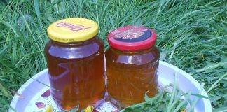 SIROP de PĂPĂDIE – rețetă pentru curățarea Sângelui și înlăturarea oboselii Ficatului