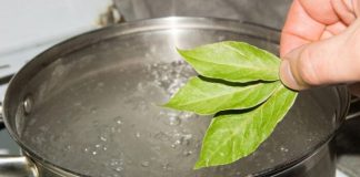 Terapia de 3 zile cu Frunze de Dafin – Ajută foarte mult oasele și articulațiile!