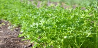 SEMĂNATUL PĂTRUNJELULUI – Pentru a avea tufe bogate de pătrunjel, trebuie să urmați câțiva pași !