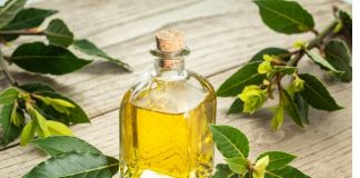 Ulei din frunze de dafin – pentru articulații dureroase, vene varicoase, dureri de cap, probleme respiratorii. Mod de preparare și administrare.