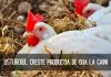 Usturoiul, secretul necunoscut al creșterii producției de ouă la găini – Cum trebuie folosit?