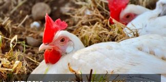 Usturoiul, secretul necunoscut al creșterii producției de ouă la găini – Cum trebuie folosit?