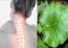 Brusturele te scapă de spondiloza cervicală – Iată cum trebuie folosită planta-minune!