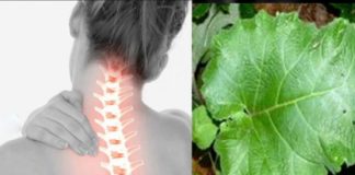 Brusturele te scapă de spondiloza cervicală – Iată cum trebuie folosită planta-minune!