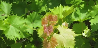 Ceaiul din frunze de VIŢĂ de VIE – ajută la SLĂBIT şi contribuie la o sănătate deplină!