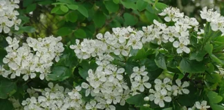 Florile păducelului sunt cele mai puternice medicamente naturale în tratarea bolilor de inimă şi a celor vasculare!