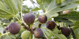 Beneficiile necunoscute ale frunzelor de smochin pentru sănătate!