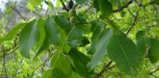 Frunzele de Nuc „ard” grăsimile! Iată cum trebuie folosite corect în curele de slăbire.