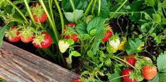 Cum să ai grijă de căpșuni: hrănirea, udarea, prevenire boli și dăunători!