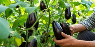 Sfaturi pentru o cultură bogată de vinete. Cum se îngrijesc corect!