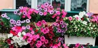 6 sfaturi utile pentru a avea petunii pline de flori toată vara!