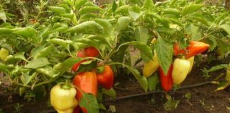 Cum puteți obține recoltă bogată de ardei gras respectând niște principii simple!
