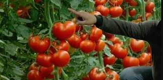 5 sfaturi pentru o recoltă bogată de roșii. Ține bolile și dăunătorii la distanță cu aceste trucuri!