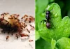 Cum să scapi de furnici. Metode naturale prin care le poți înlătura atât din casă, dar și din grădină, fără prea mult efort.